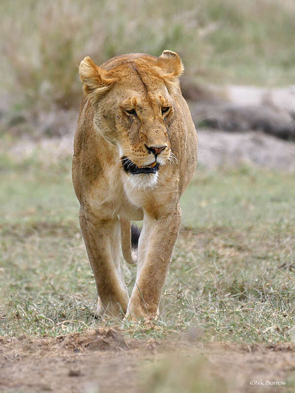 Image of Lion