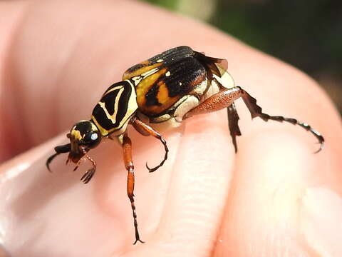 Image of Delta Flower Scarab