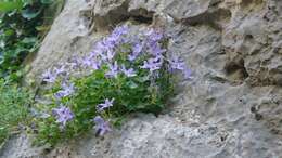 Image of Campanula fenestrellata subsp. fenestrellata