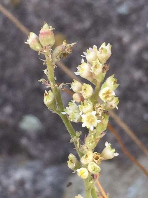 Image de Heuchera soltisii R. A. Folk & P. J. Alexander