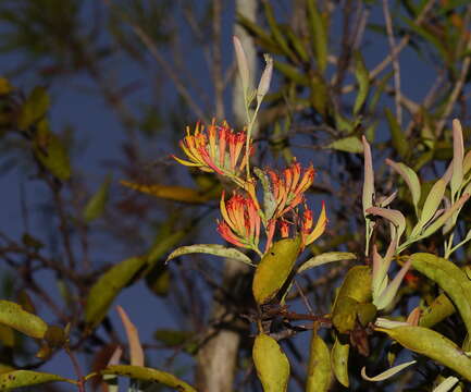 Image of orange mistletoe