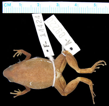 Image of <i>Austrochaperina parkeri</i> Zweifel 2000