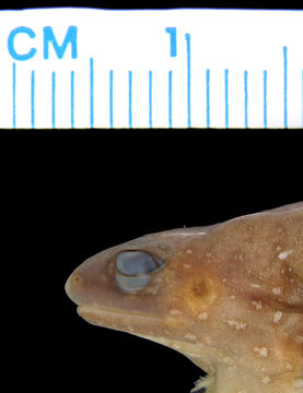 Image of <i>Austrochaperina parkeri</i> Zweifel 2000