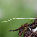 Imagem de Epilobium alsinoides A. Cunn.