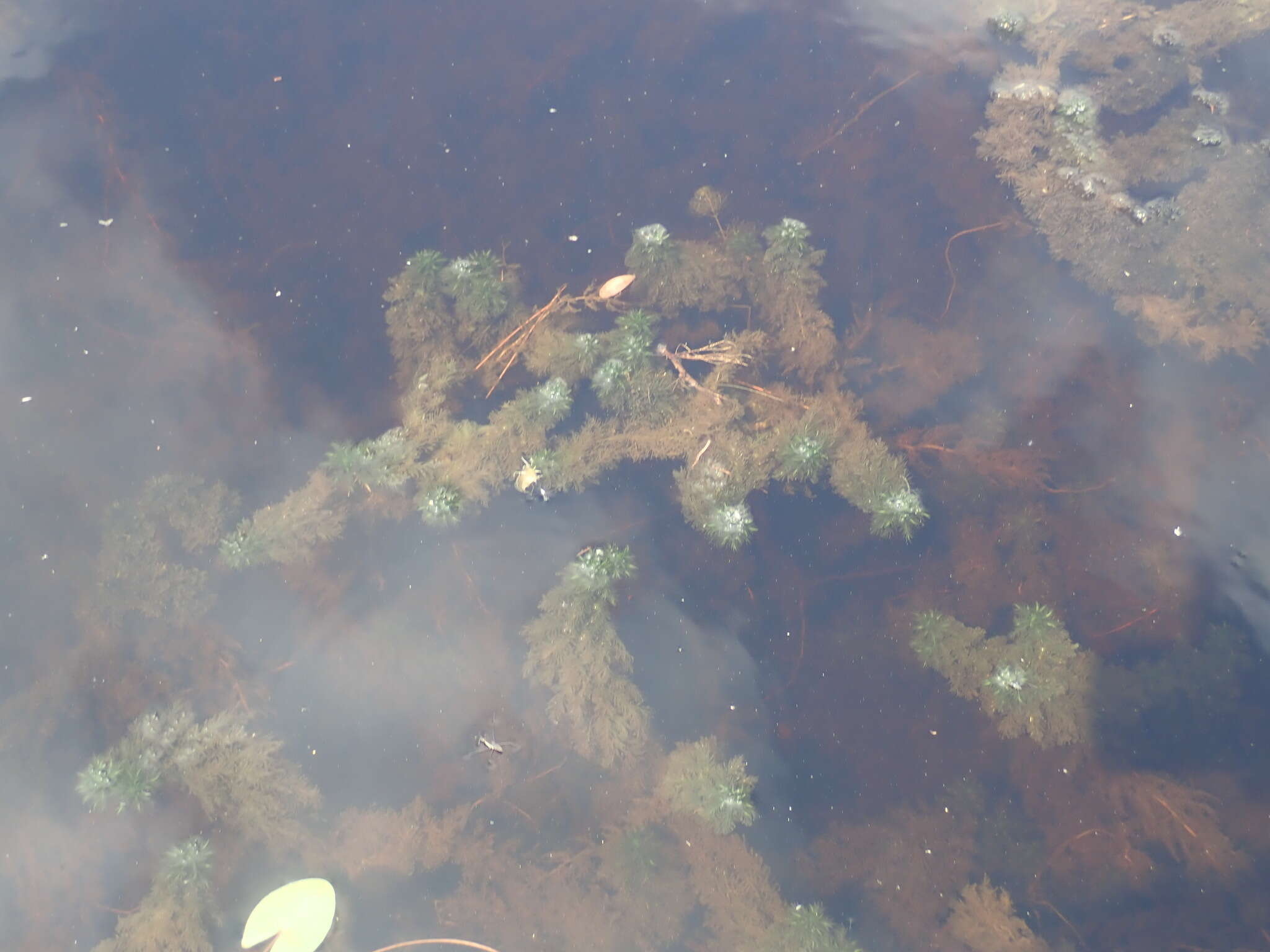 Image of largeleaf sphagnum