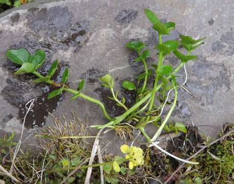 Imagem de Cardamine prorepens Fisch.