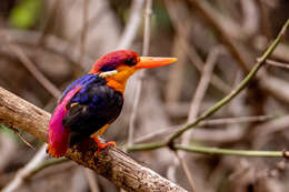 Image of Black-backed Kingfisher