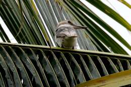 Image of Pacific Kingfisher