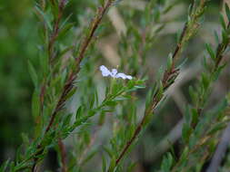 Imagem de Lythrum alatum subsp. lanceolatum (Elliott) A. Haines