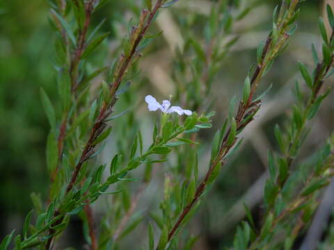 Imagem de Lythrum alatum subsp. lanceolatum (Elliott) A. Haines