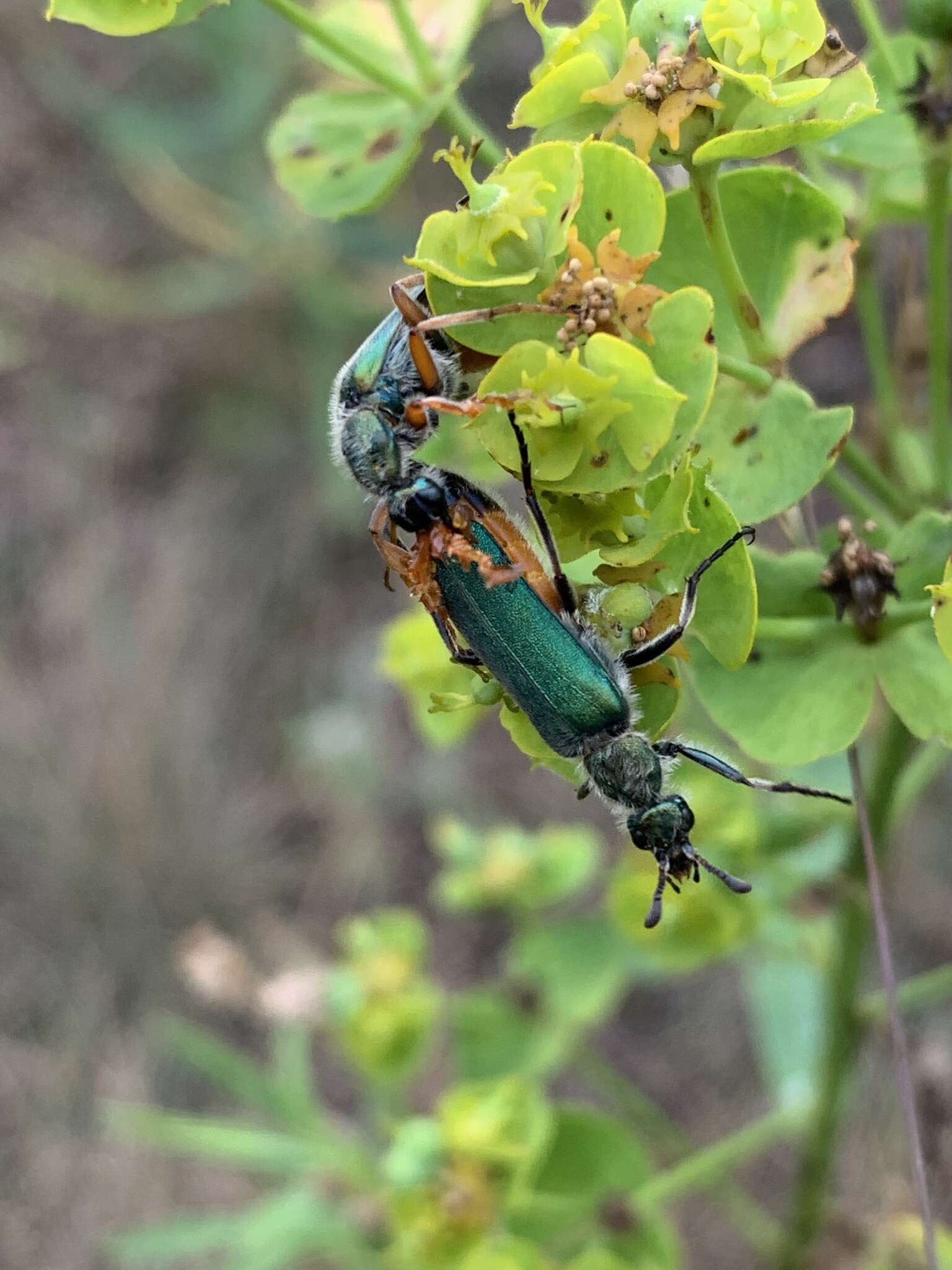 Image of <i>Cerocoma schreberi</i>