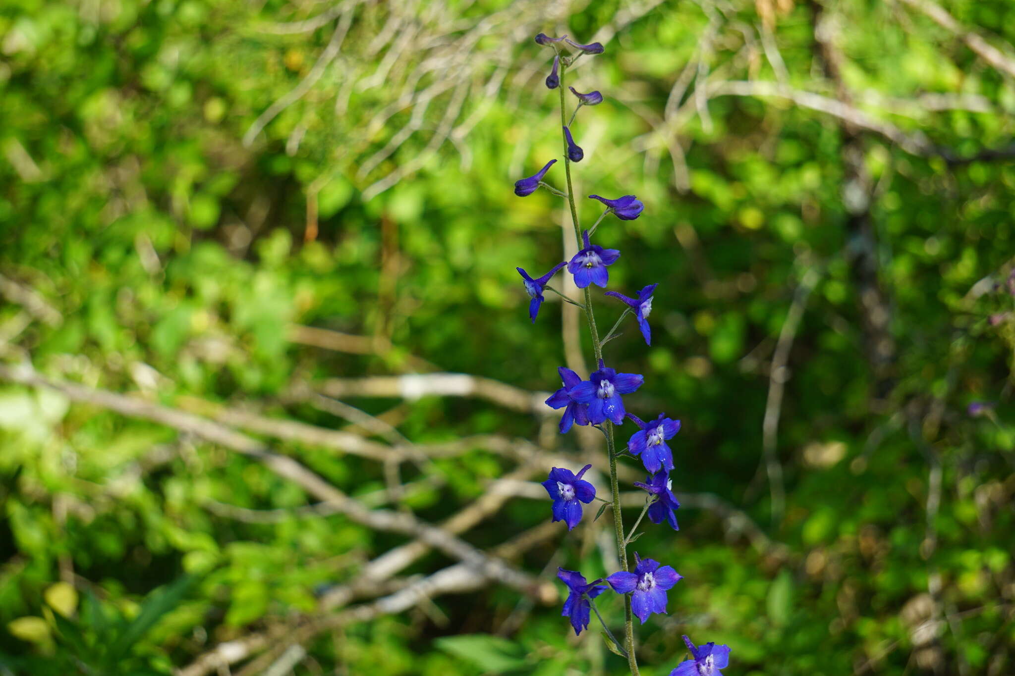 Plancia ëd Delphinium alabamicum R. Kral