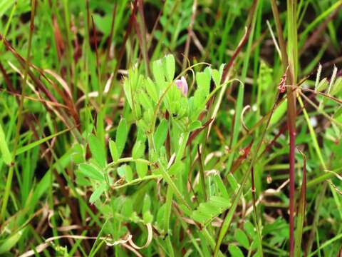 Image of garden vetch