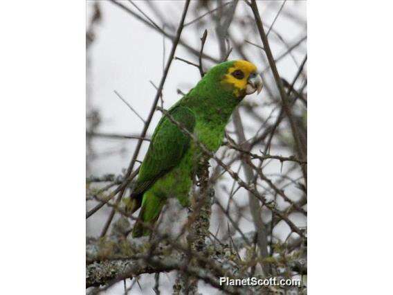 Image of Yellow-fronted Parrot