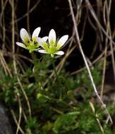 Imagem de Saxifraga aspera L.