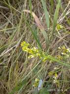 Plancia ëd Sisymbrium polymorphum (Murray) Roth