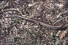 Image of Bold-striped Cool-skink