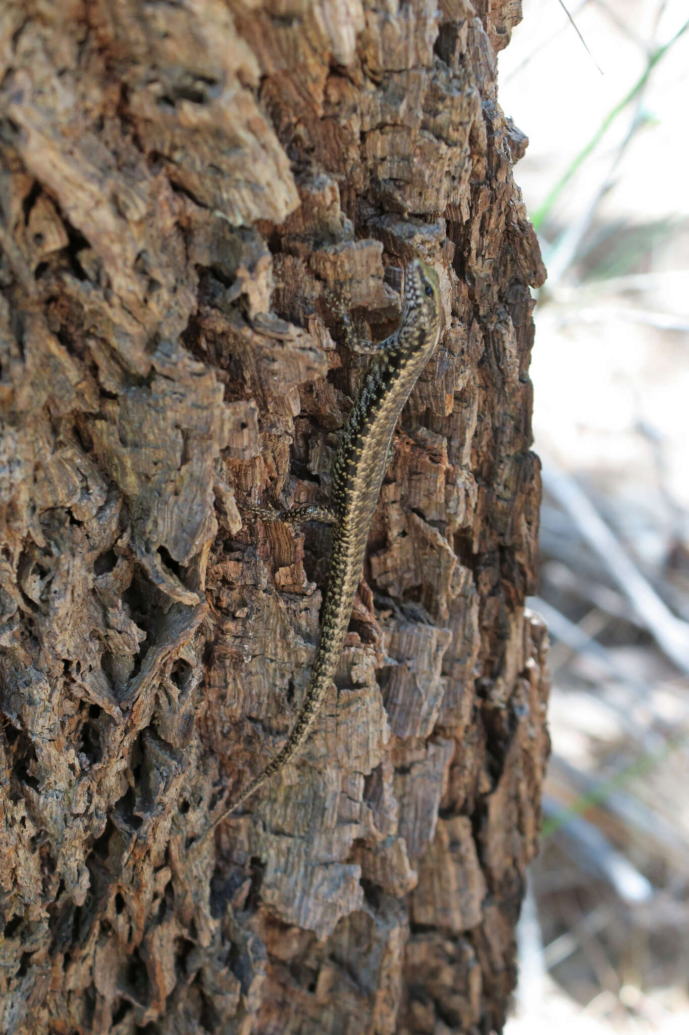 Image of Northern Barsided Skink