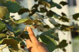 Image of Erythrina suberosa Roxb.