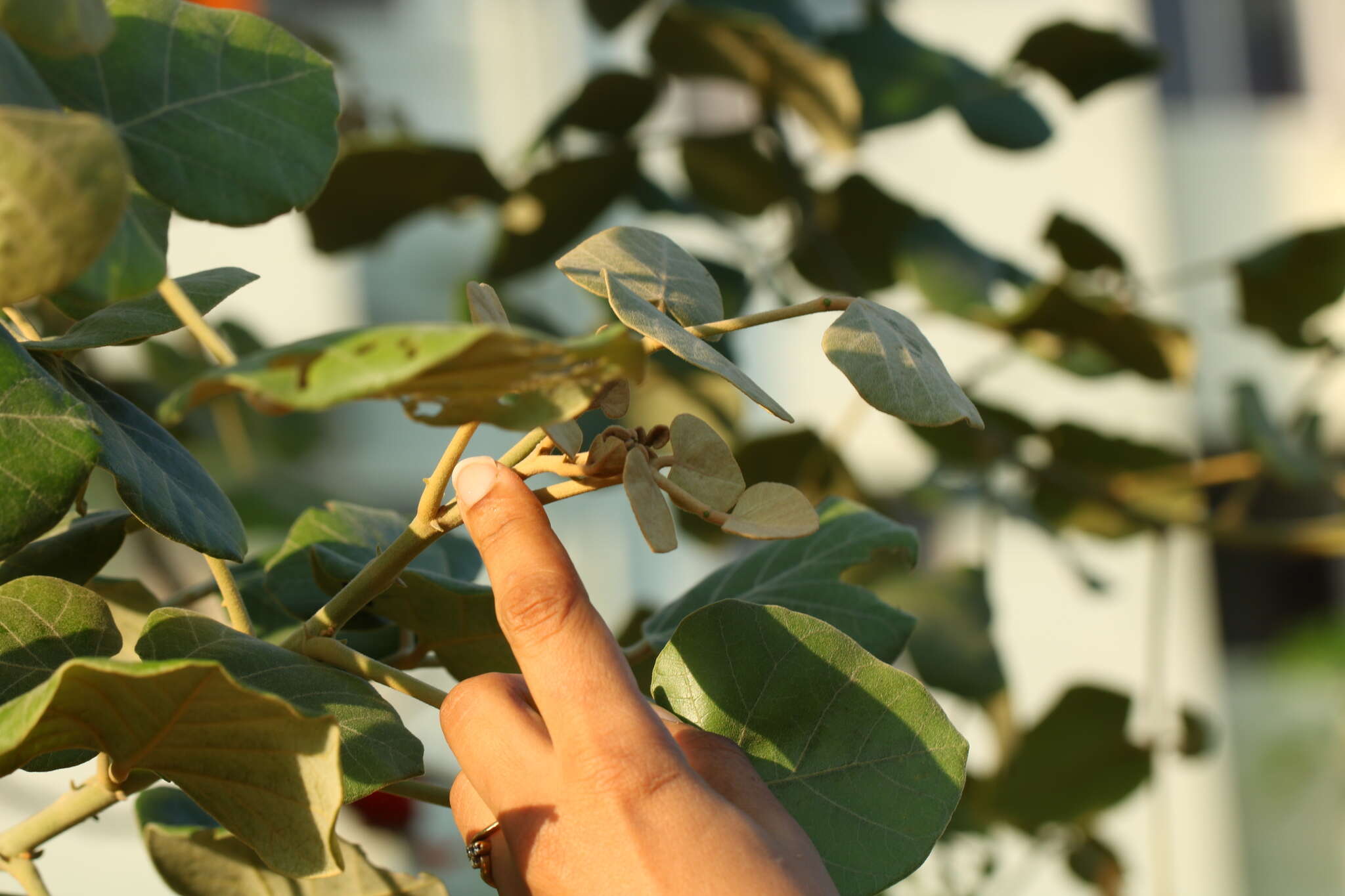 Plancia ëd Erythrina suberosa Roxb.