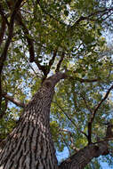 Image of Camphor laurel