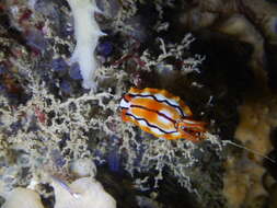 Image of Hypselodoris regina Ev. Marcus & Er. Marcus 1970