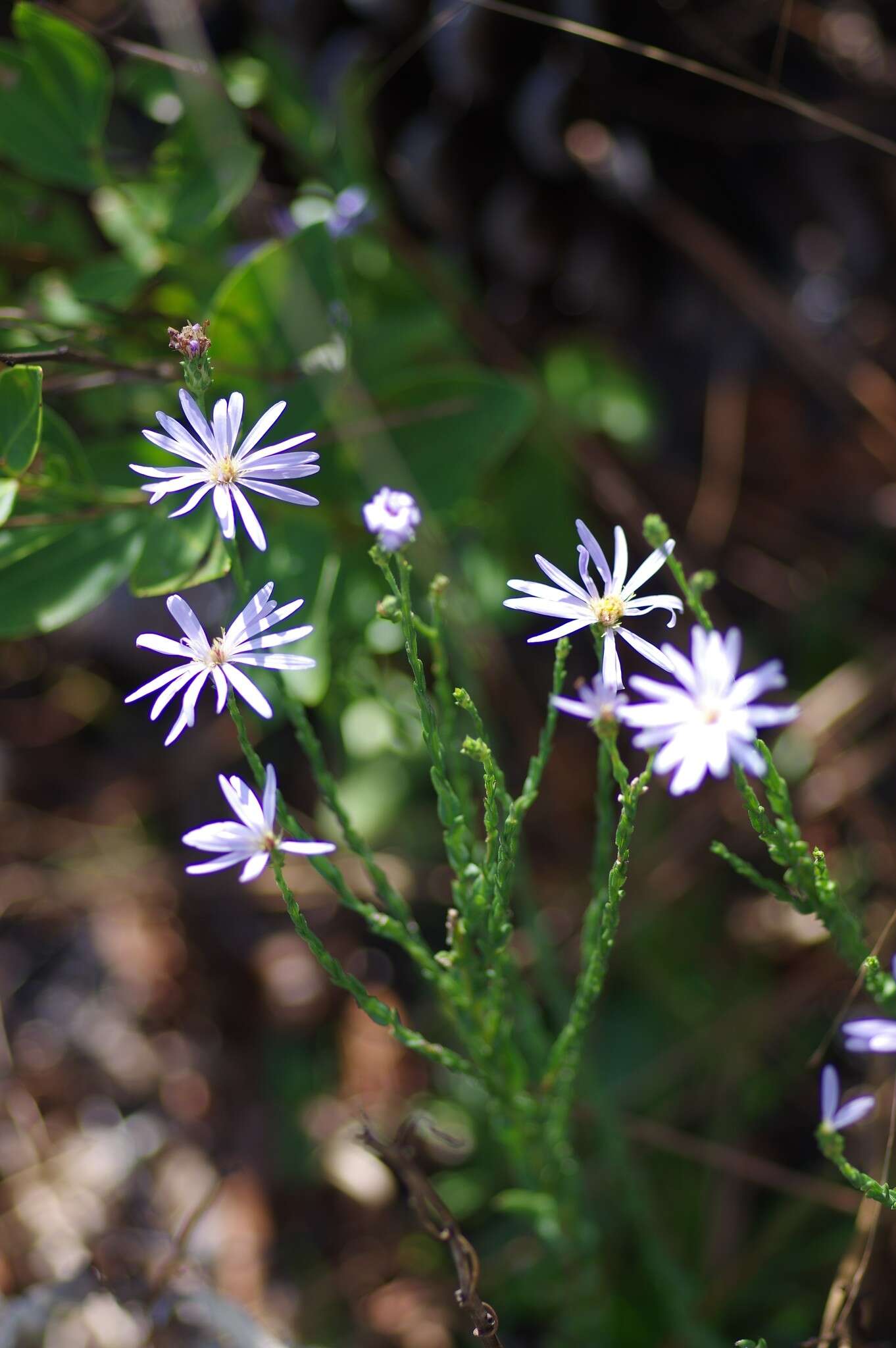 Image of scaleleaf aster