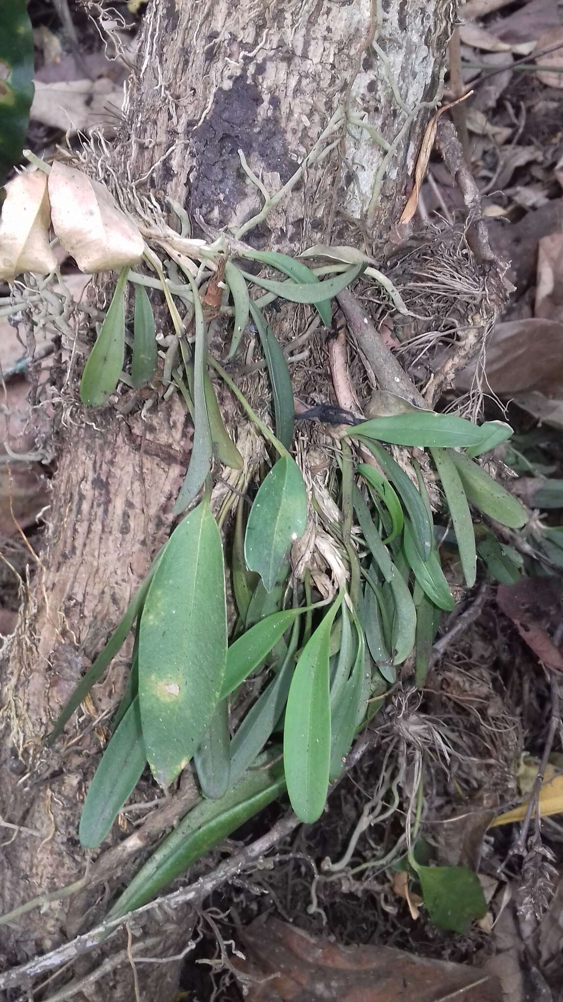 Image of Specklinia tribuloides (Sw.) Pridgeon & M. W. Chase