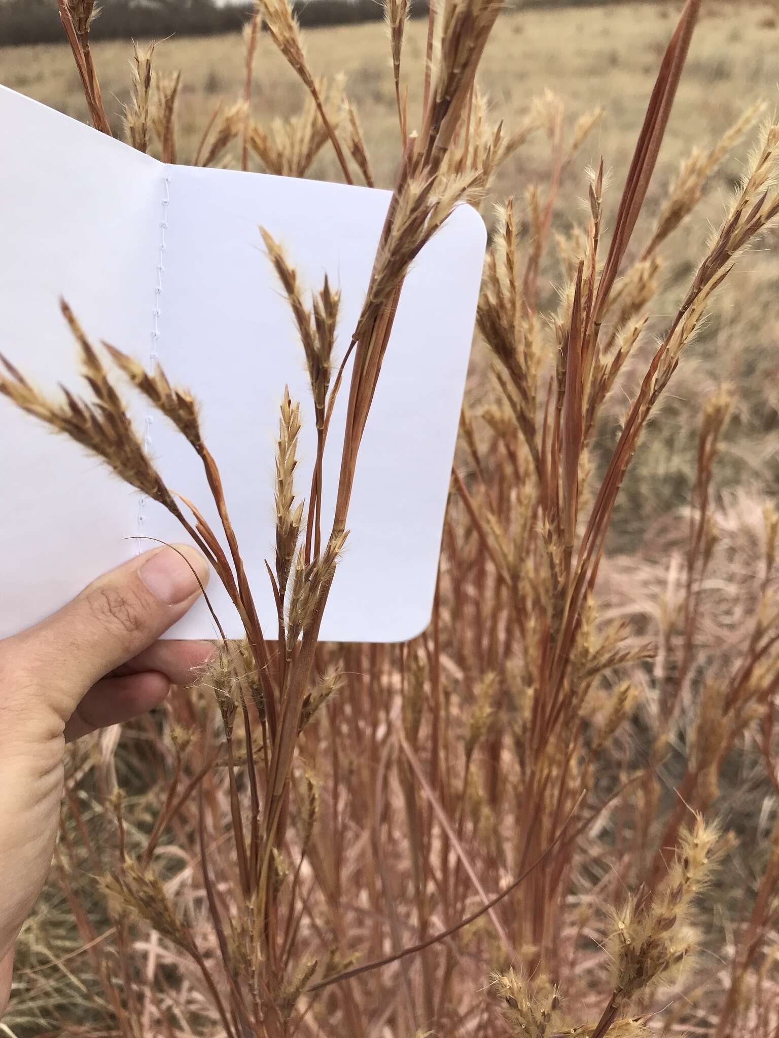 Image of sand bluestem