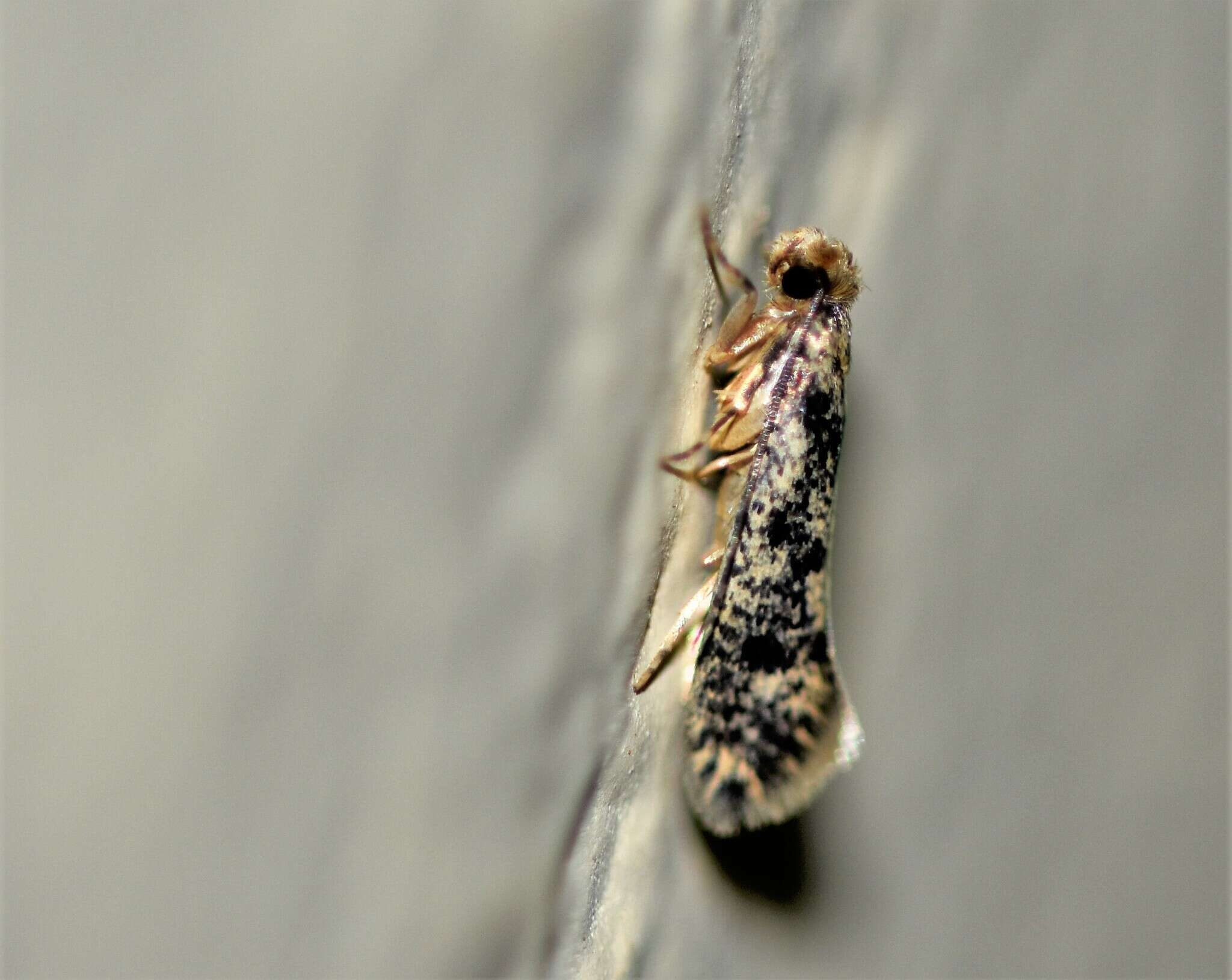 Image of Brown-dotted Clothes Moth