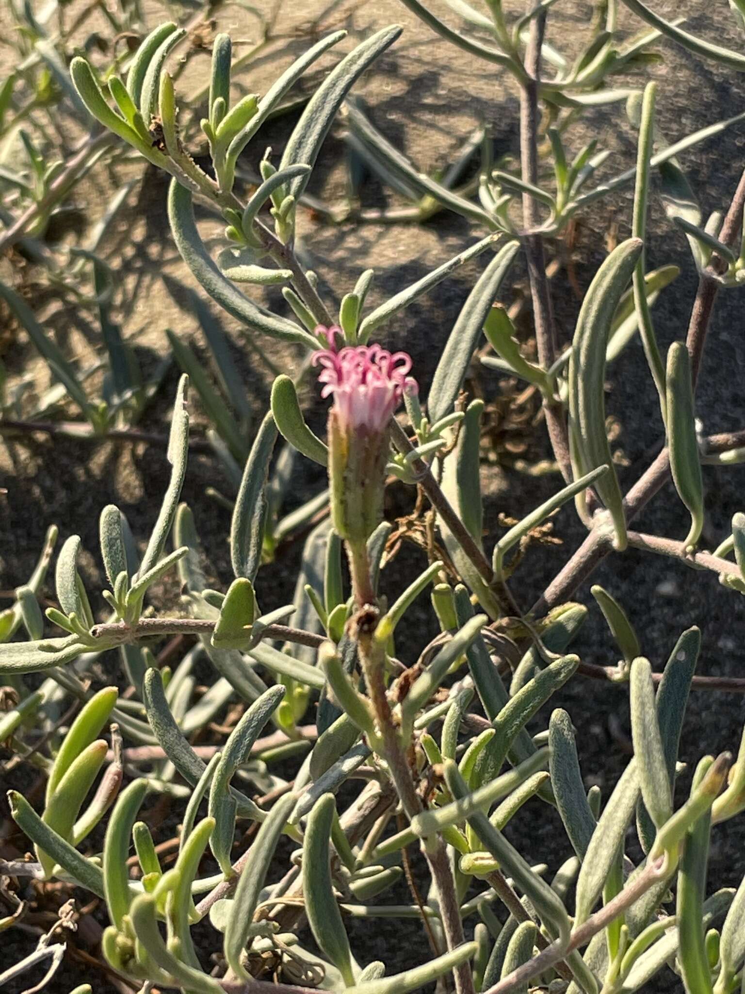 Image of Palafoxia linearis (Cav.) Lag.