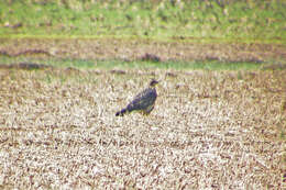 Image of Swainson's Hawk