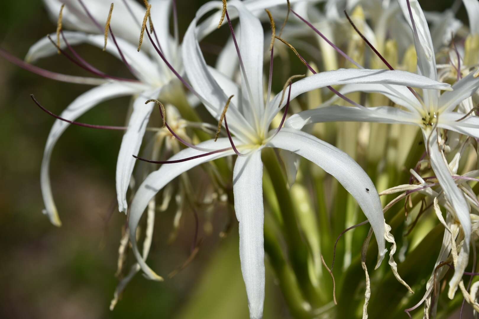 Image of Mangrove lily