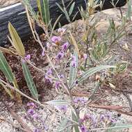 Image of Hovea apiculata G. Don