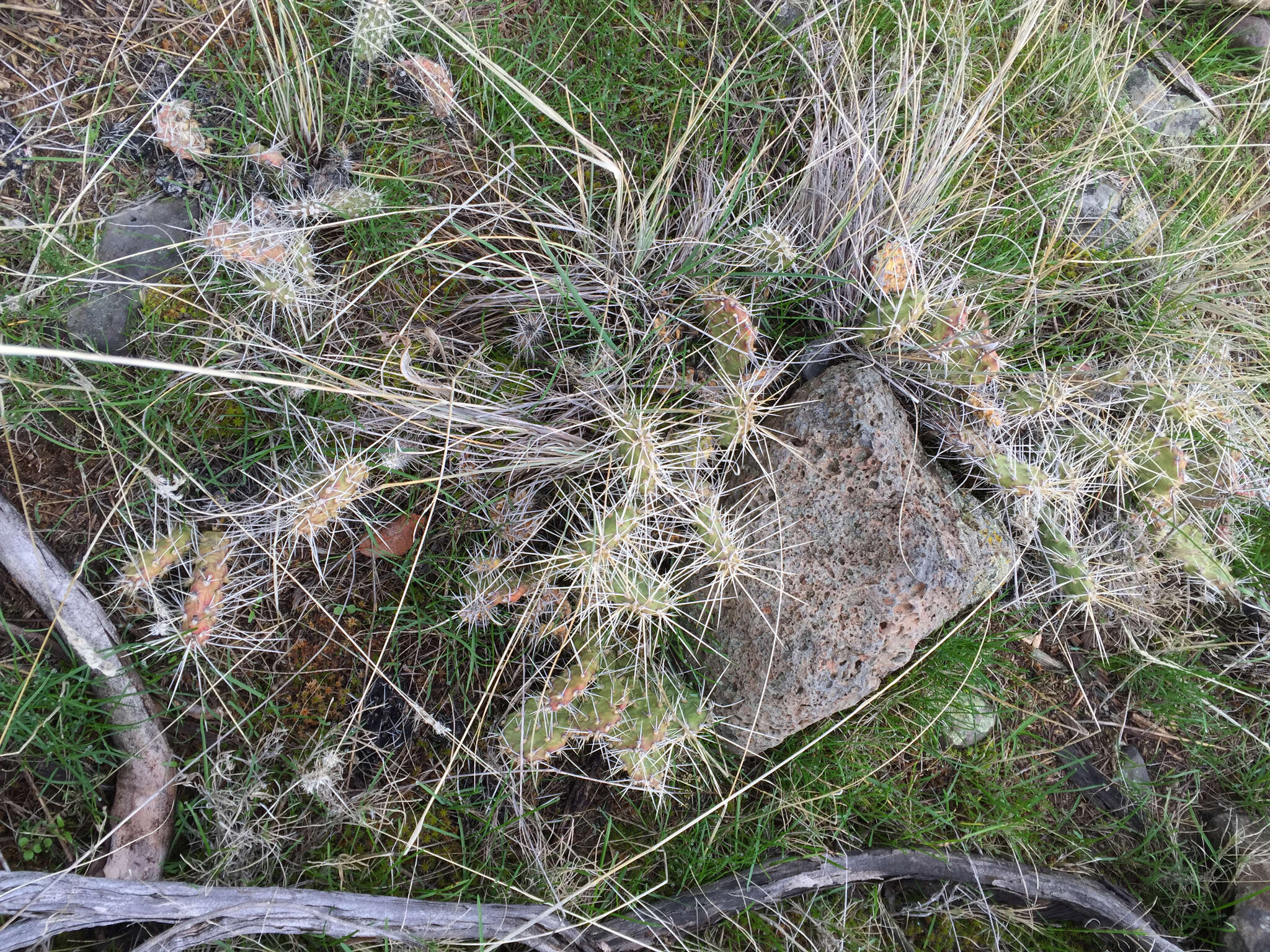 Image of grizzleybear pricklypear