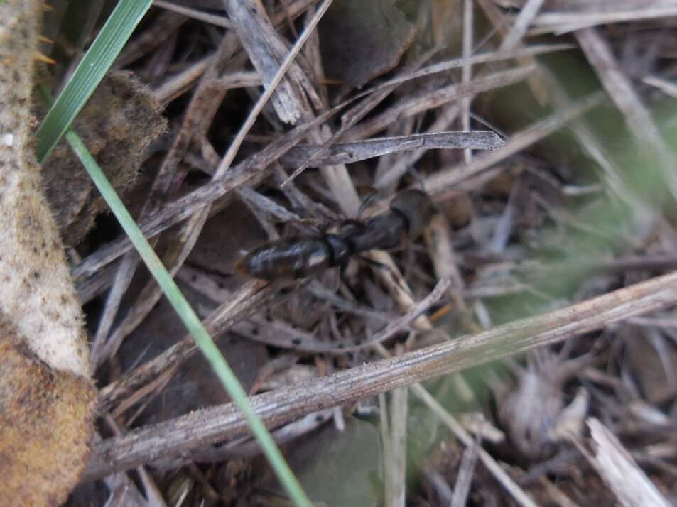 Image of Rapacious Panther Ant