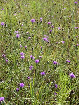 Image of branched blazing star