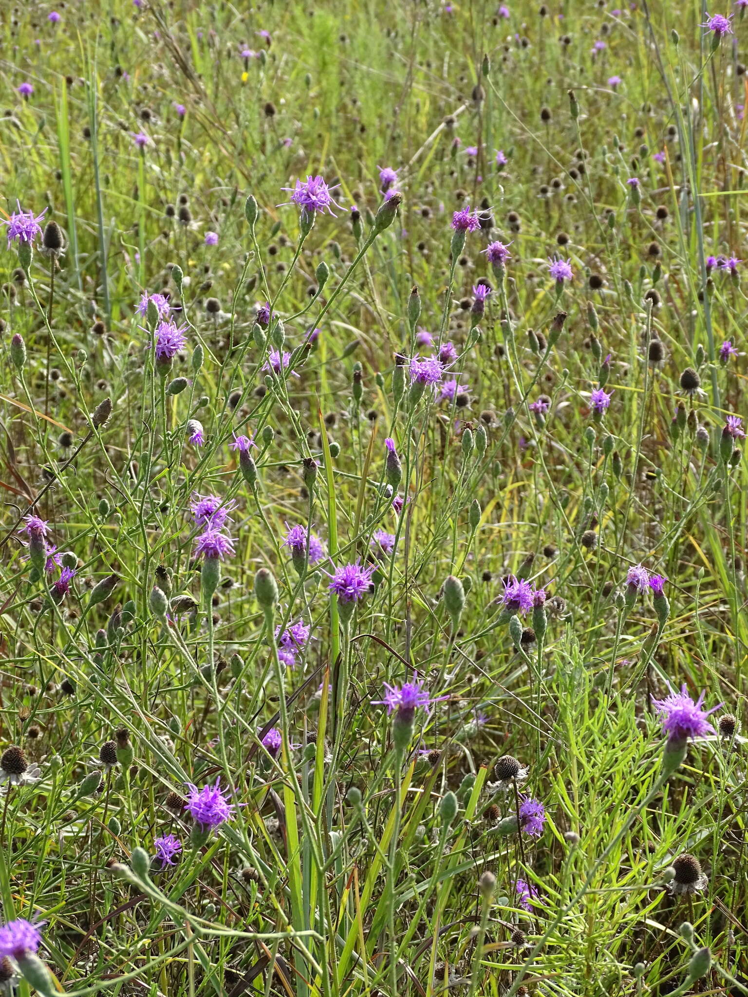 Image of branched blazing star