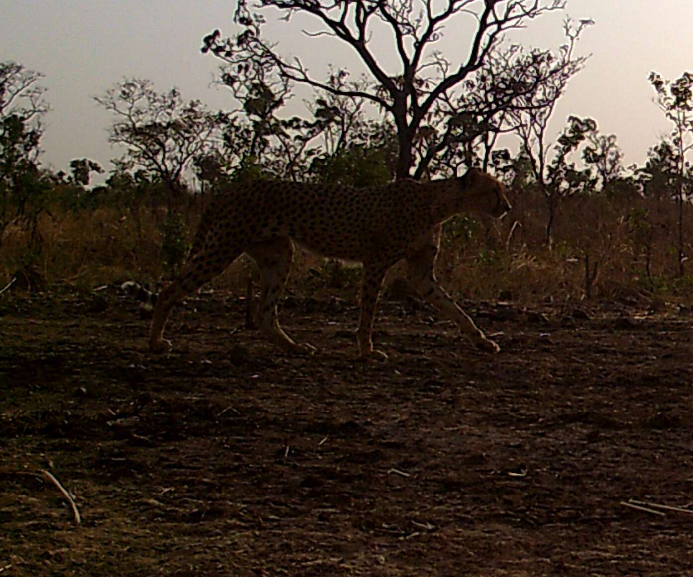 Image of Northwest African Cheetah