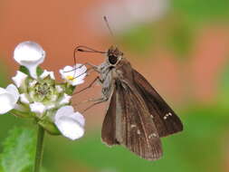 Image of Clouded Skipper