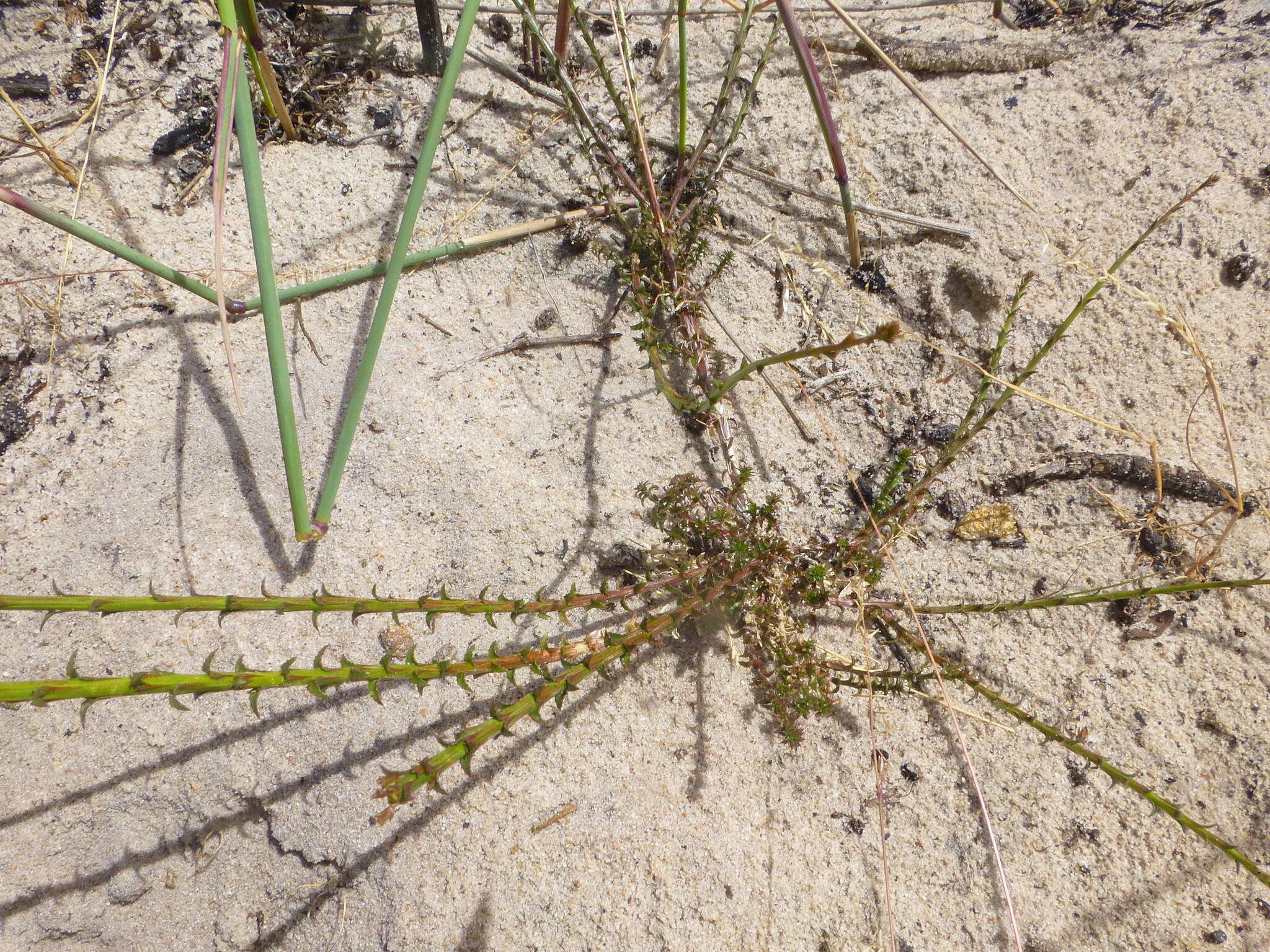 صورة Wahlenbergia adpressa (L. fil.) Sond.