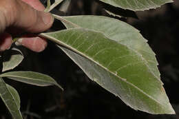 Image of Cantua pyrifolia Juss.