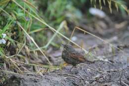 Plancia ëd Emberiza lathami Gray & JE 1831