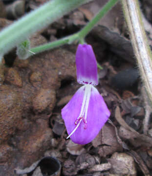 Image of Dicliptera transvaalensis C. B. CI.