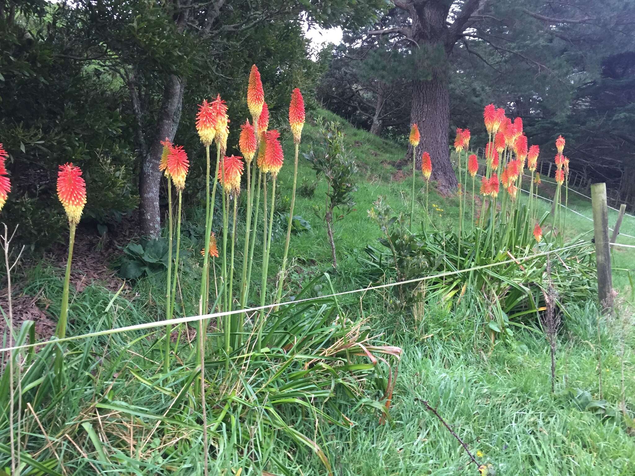 Kniphofia uvaria (L.) Oken resmi