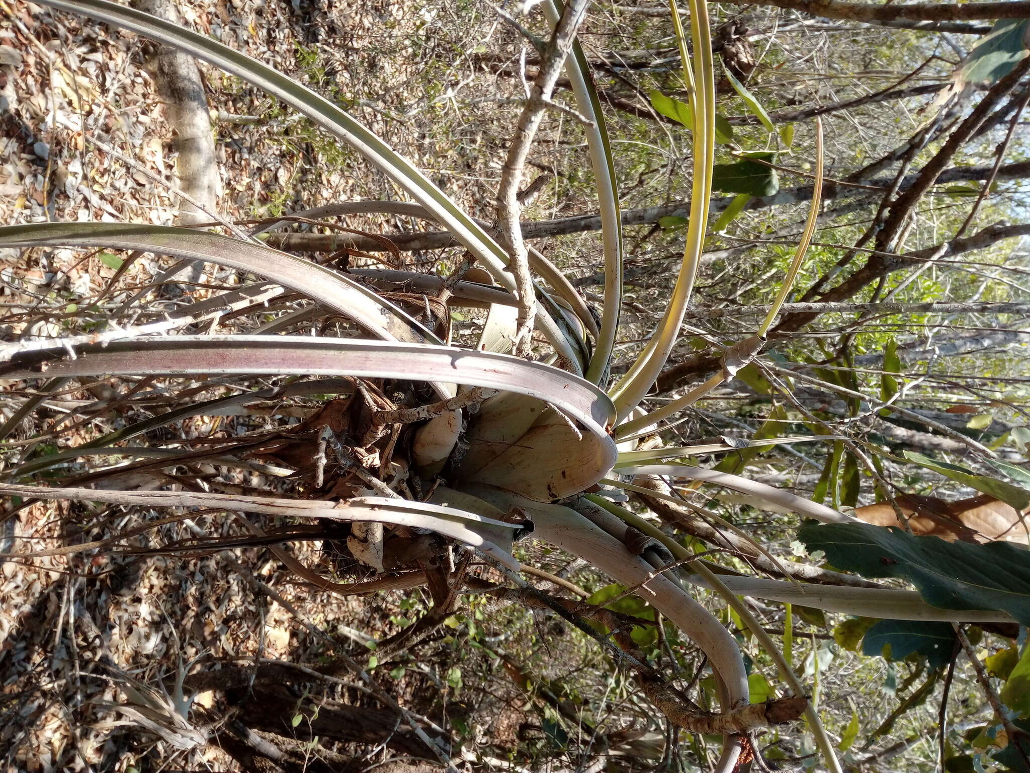 Image of Tillandsia huamelulaensis Ehlers