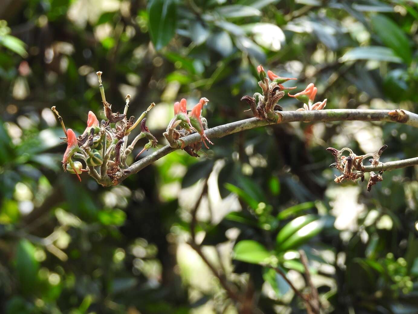 Image of Euphorbia calcarata (Schltdl.) V. W. Steinm.