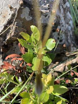 Image of Morella brevifolia (E. Mey. ex C. DC.) D. J. B. Killick