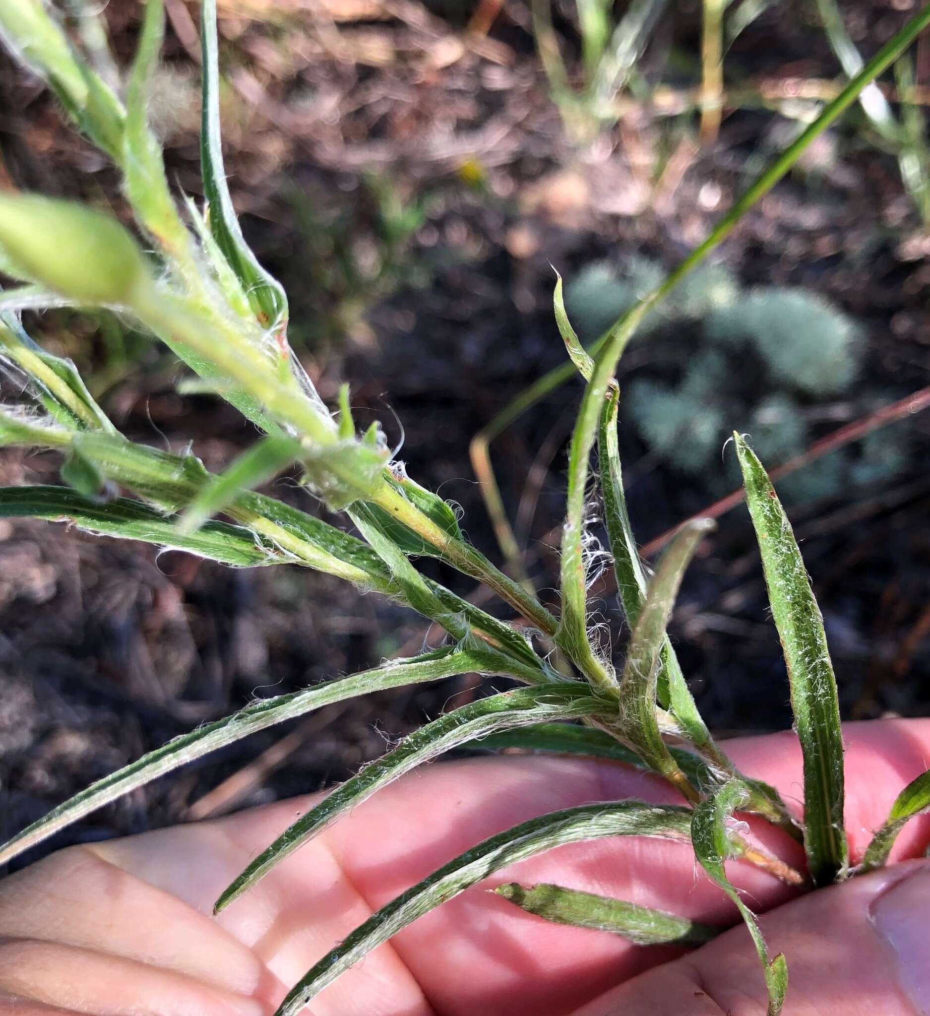 Image of zigzag silkgrass