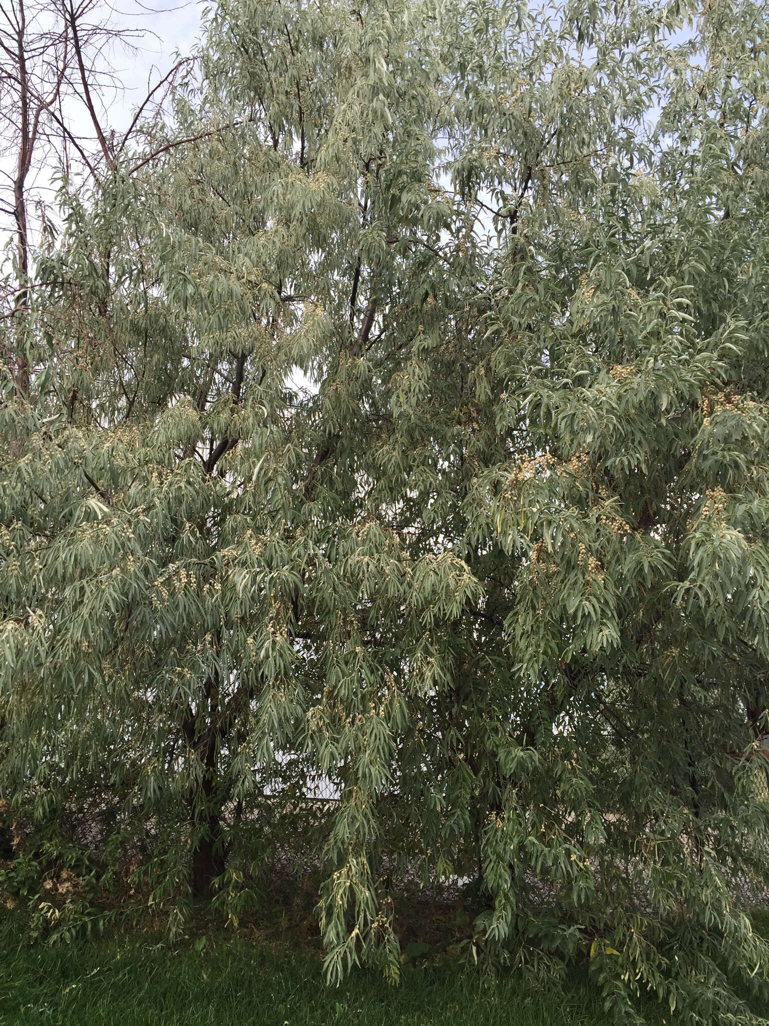 Image of Russian olive